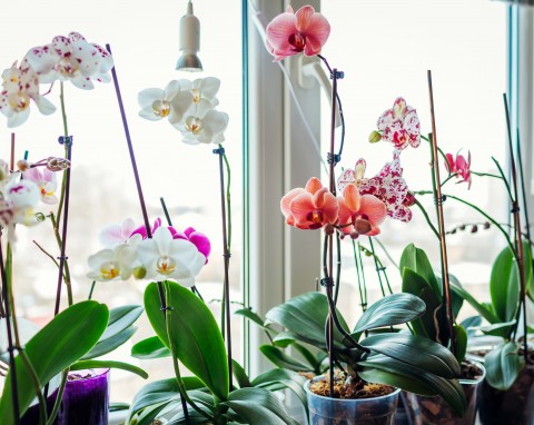 Szwedzka metoda na kwitnienie storczyków. Wypuszczają pąki nawet w środku zimy