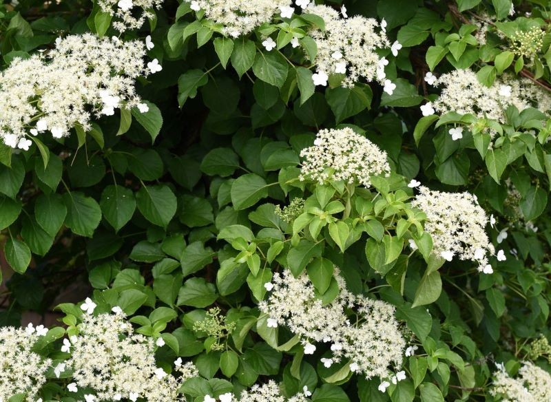 Kwiaty hortensji pnącej mają słodki zapach.