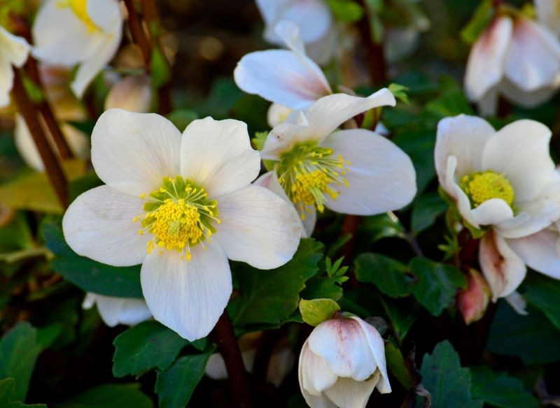 W Polsce najchętniej uprawiamy ciemierniki białe.