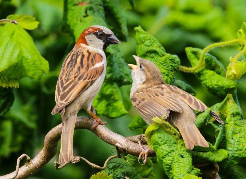 Samiec wróbla nieco różni się od samicy.
