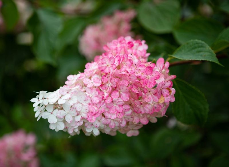 Niektóre odmiany hortensji zmieniają kolor kwiatów z białego na ciemnoróżowy.