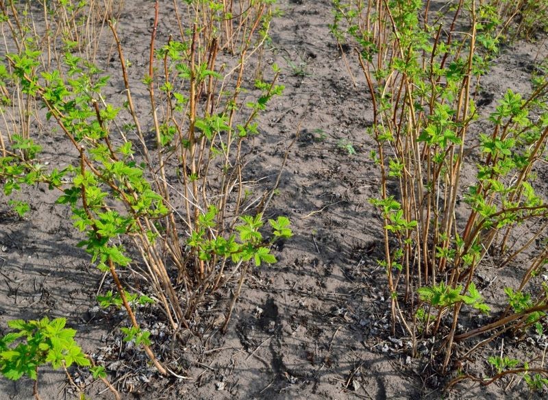 Podczas sadzenia malin pamiętajmy o zachowaniu odpowiednich odstępów między roślinami.