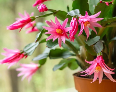 Szlumbergera (Schlumbergera)