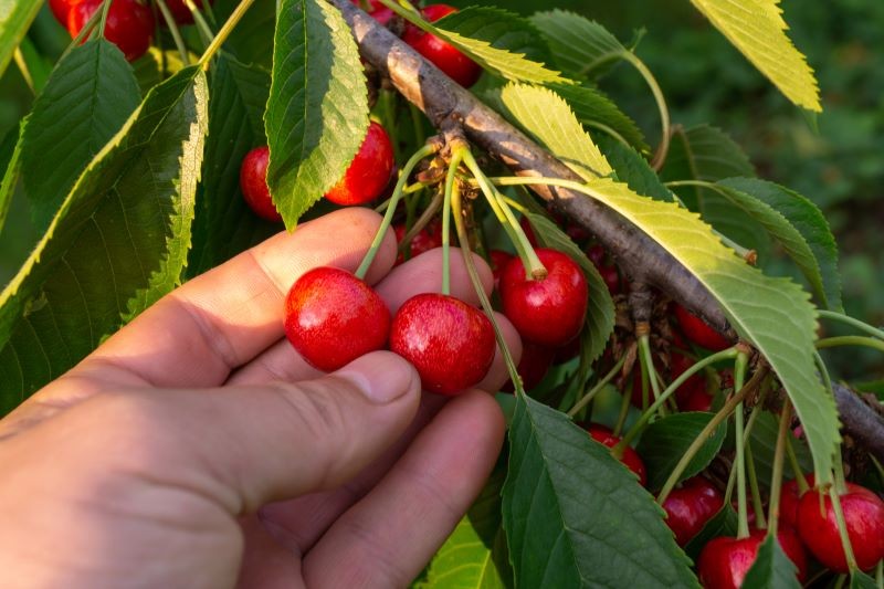 Co zrobić, żeby w czereśniach nie było robaków? Fot. vitaliyborkovskiy/123RF.com