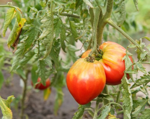 Naturalna ochrona pomidorów i ogórków przed chorobami grzybowymi. Wypróbuj trzy metody