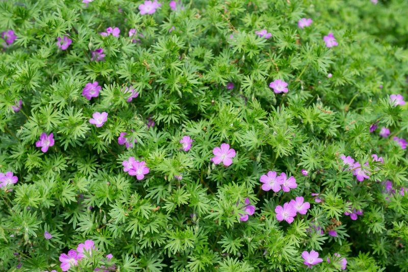 Den røde geranium (Geranium Sanguinum) er attraktiv gennem hele sæsonen.