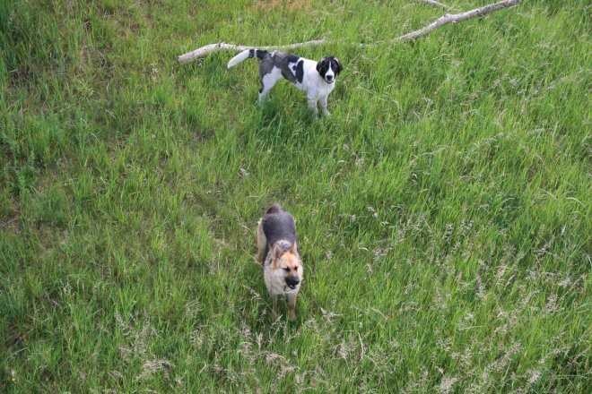 Pozostałe, Galeria z pieskami deccorowiczek... - ..przyjaciele....basiakraj