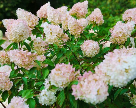 Zacznij zbierać w styczniu, w marcu syp pod hortensje. Wypuszczą dwa razy więcej kwiatów niż zwykle