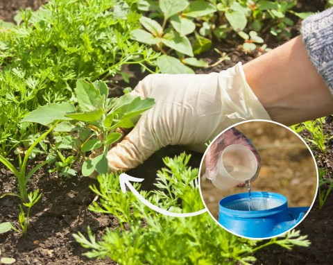 Najlepsze sposoby na usuwanie chwastów z ogrodu. Przepisy na naturalne opryski