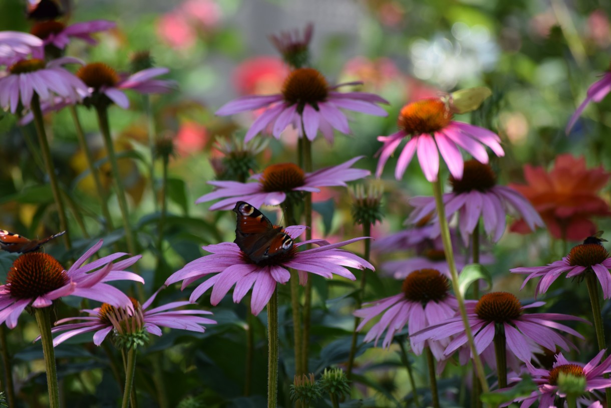 Rośliny, ECHINACEA...