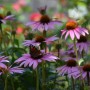 Rośliny, ECHINACEA...