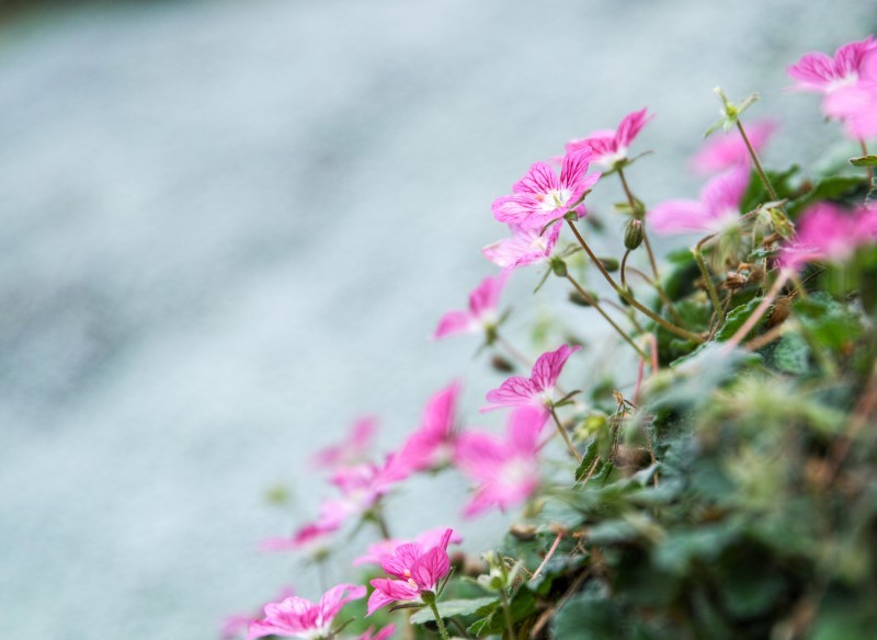 Iglicę zmienną warto posadzić na skalniaku.