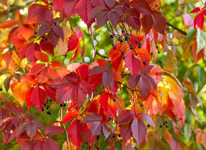 Winobluszcz, choć piękny, w ogrodzie potrafi siać prawdziwe spustoszenie.