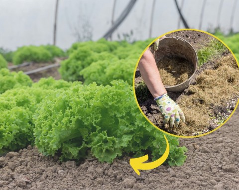 Jak uprawiać sałatę w ogrodzie i na działce? Dokarmiaj regularnie, główki będą pełne liści