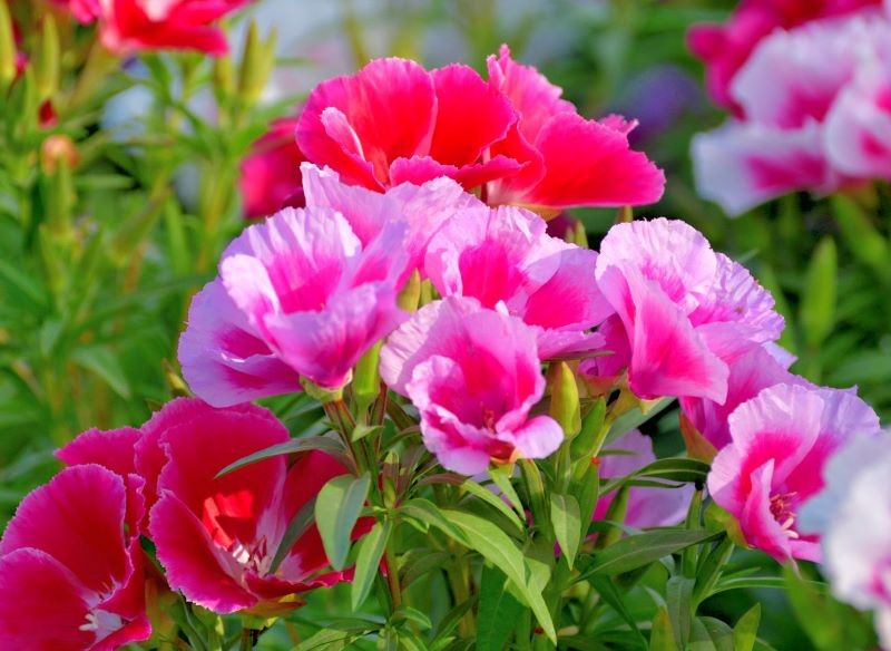 Do nawożenia godecji wielkokwiatowej warto wybrać preparaty bogate w fosfor i potas.