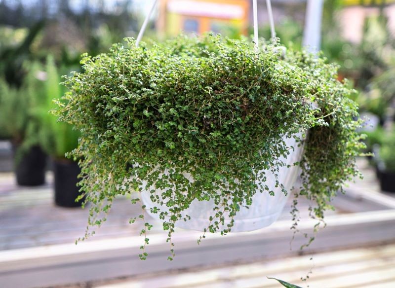 Długie pędy soleirolii rozesłanej przewieszają się z doniczki.