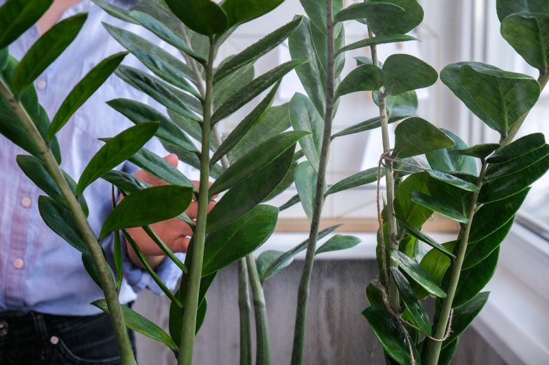 Do nawożenia zamiokulkasa możemy wykorzystać domowe odżywki, które nie są silnie stężone, więc trudno przenawozić nimi roślinę.