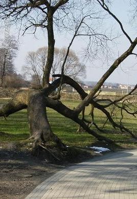 Rośliny, Kolorowy świat - STARE DRZEWO - kwiecień 2010