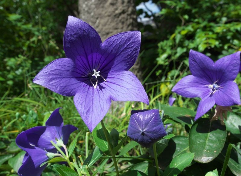 Rozwar wielkokwiatowy urokliwie kwitnie przez całe lato.