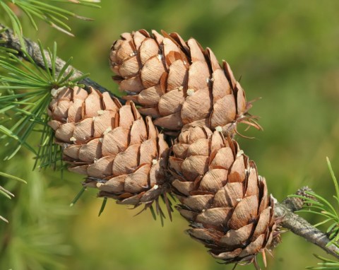 Modrzew europejski (Larix decidua)