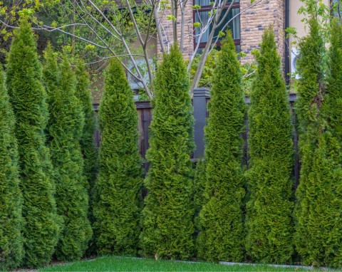 Jak przesadzać duże tuje? Tym sposobem krzew przyjmie się w nowym miejscu