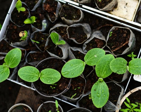 Nasiona F1 na rozsadę. Czy warto je kupować? Oto zalety i największe wady