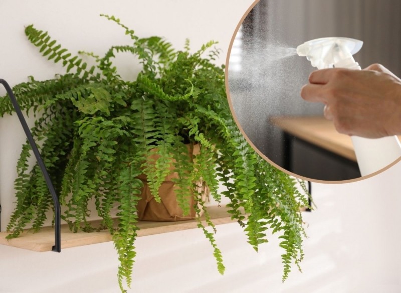 rośliny które oczyszczają powietrze