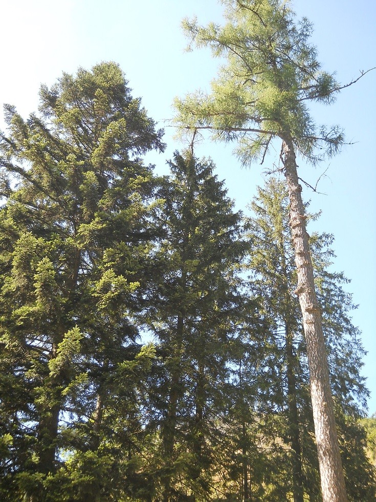 Pozostałe, Zakopane w foto - pigułce. Część piąta: Dolina Kościeliska. - wszystko,co piękne..