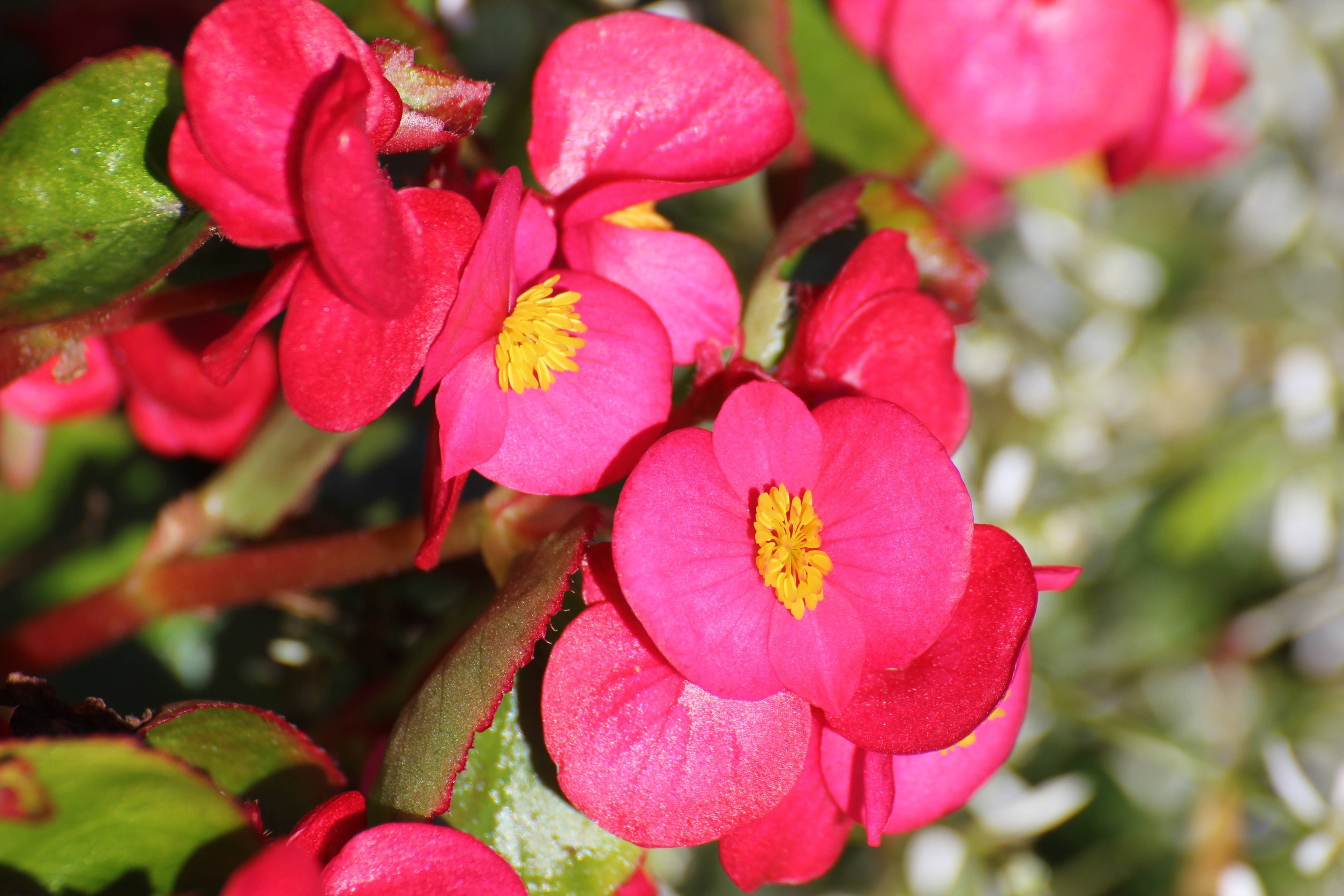 begonia x semperflorens-cultorum