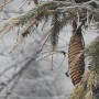 Leśne klimaty, CZEKAJĄC NA ŚWIĘTA :)