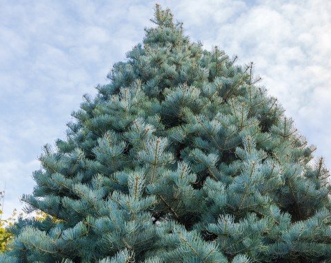 Jodła Jednobarwna (Abies concolor)