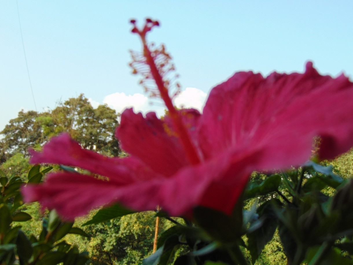 Rośliny, Pełnia lata ............... - .................i hibiskus..................