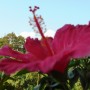 Rośliny, Pełnia lata ............... - .................i hibiskus..................