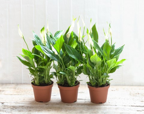 Skrzydłokwiat (Spathiphyllum)