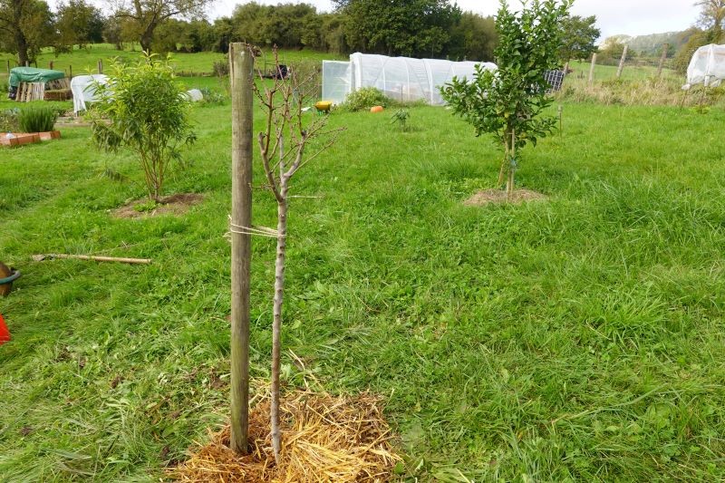 O młode drzewa owocowe trzeba się odpowiednio zatroszczyć.