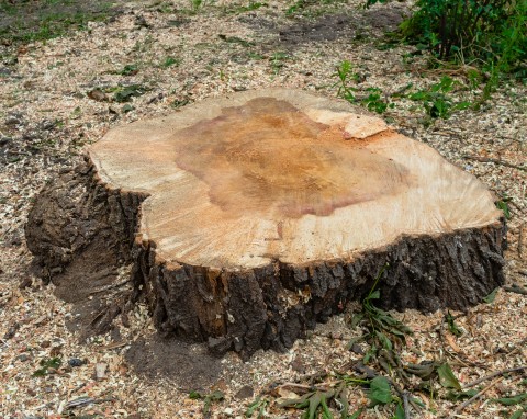 Bez wynajmowania koparki i żmudnego karczowania. Sprytna sztuczka na usunięcie pnia drzewa