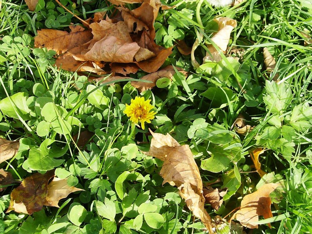 Pozostałe, PARK w ŚWIERKLAŃCU - Pożegnanie lata ...