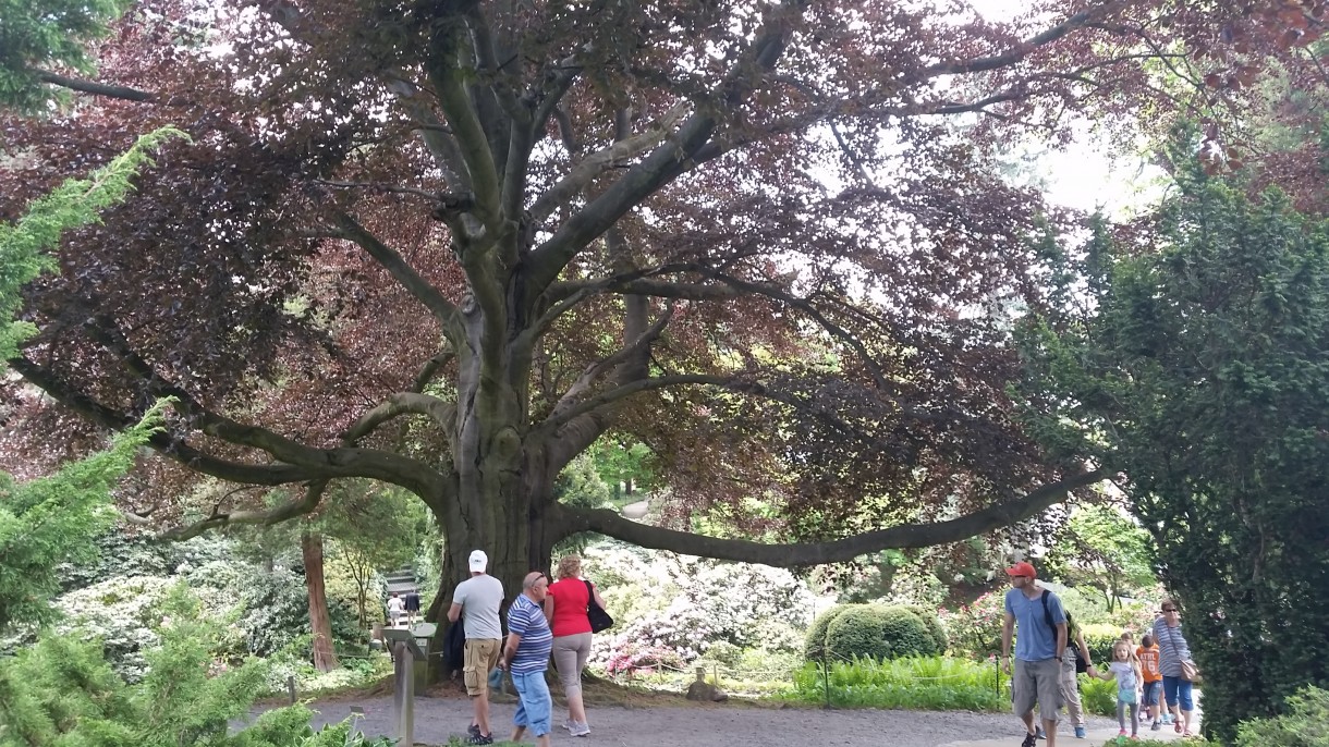 Pozostałe, Zakwitly rozaneczniki i azalie w arboretum