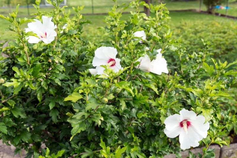 Ketmia syryjska 'Red Heart' ma białe kwiaty z czerwonymi środkami.