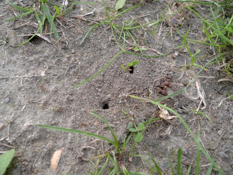 Mrówki są pożyteczne, ale wyrządzają też szkody w ogrodzie.