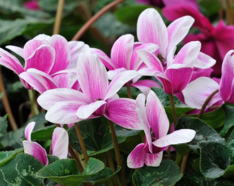 Cyklamen będzie kwitł długo i obficie. Zastosuj białkową odżywkę, która wzmacnia roślinę