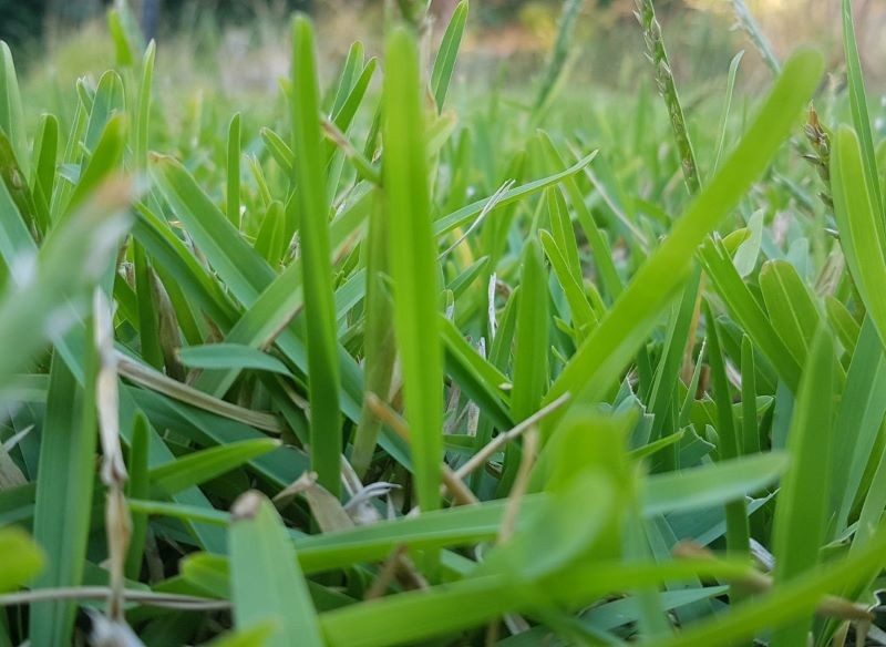 Warto sadzić w ogrodzie rośliny, które odstraszają kleszcze.