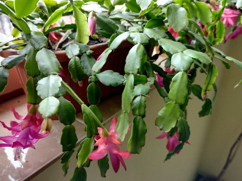 Fusy z kawy są doskonałym nawozem do grudnika.