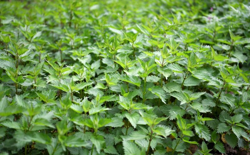 Pokrzywy zawierają cenne dla roślin składniki odżywcze.