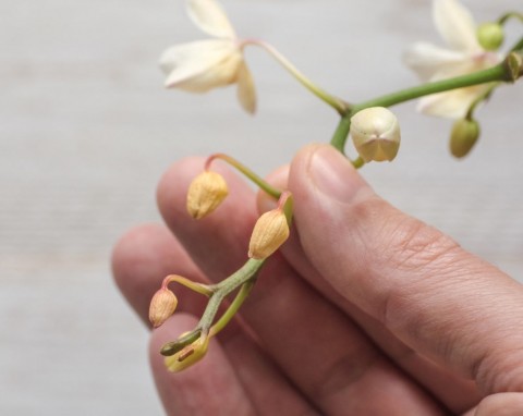 Dlaczego pąki storczyka usychają? Częste i nietypowe przyczyny więdnięcia orchidei