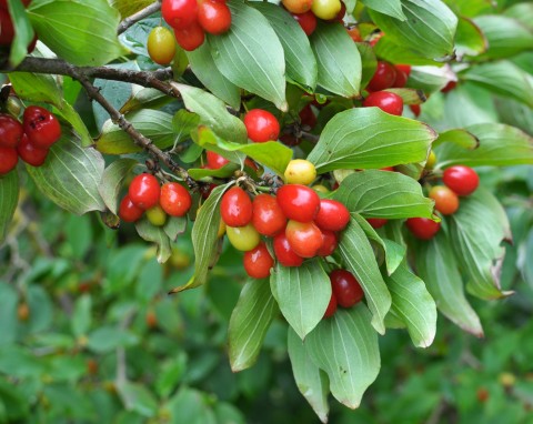 Dereń jadalny (Cornus mas)