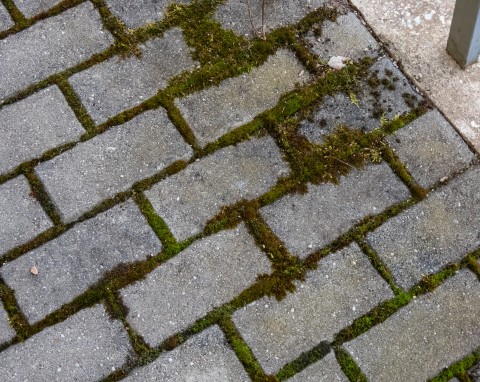 6 najlepszych sposobów na mech na kostce brukowej. Zniknie bez mozolnego szorowania