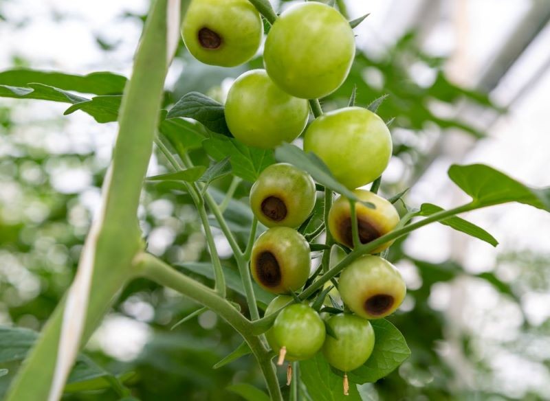 Jednym z objawów suchej zgnilizny wierzchołkowej jest blady kolor owoców.