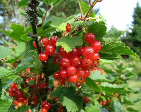 Drugie ważne nawożenie porzeczek. Płynny, naturalny nawóz podwaja plonowanie