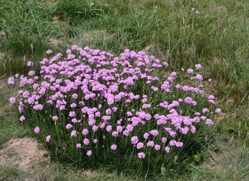odmiany zawciągu nadmorskiego